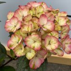 Hortenzia pílovitá (Hydrangea serrata) ´PREZIOSA´ - výška 10-20 cm, kont. C3L